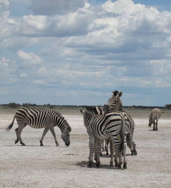 Burchell's zebras near the Nxai Pan